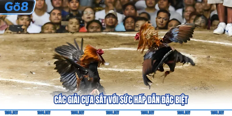 Đá Gà Cựa Sắt - Mãn Nhãn Cùng Những Đòn Đá Đầy Uy Lực 3 Các giải cựa sắt với sức hấp dẫn đặc biệt