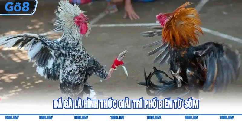 Mẹo Chơi Đá Gà Hiệu Quả Người Mới Không Nên Bỏ Qua 2 Đá gà là hình thức giải trí phổ biến từ sớm