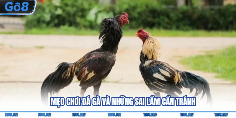 Mẹo Chơi Đá Gà Hiệu Quả Người Mới Không Nên Bỏ Qua 4 Mẹo chơi đá gà và những sai lầm cần tránh