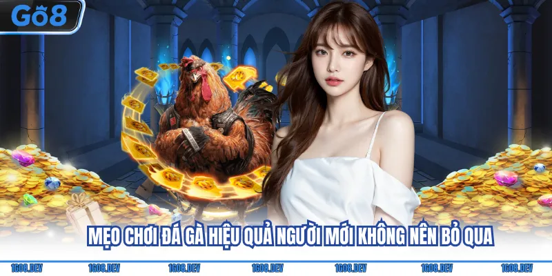 Mẹo Chơi Đá Gà Hiệu Quả Người Mới Không Nên Bỏ Qua 4 Mẹo chơi đá gà